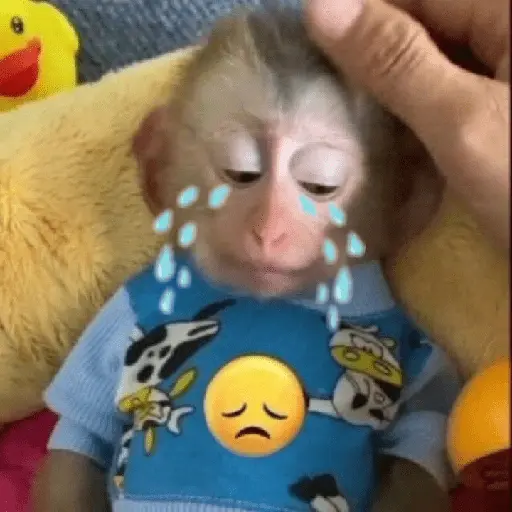 Monos tristes Random🙈