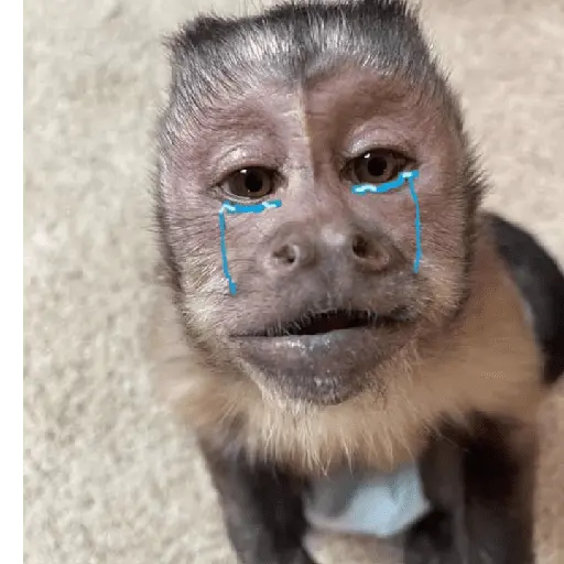 Monos tristes Random🙈