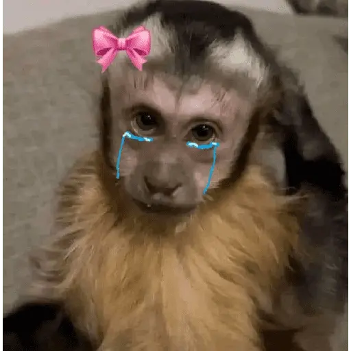 Monos tristes Random🙈