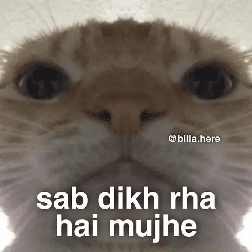 Meow Memes-2😼