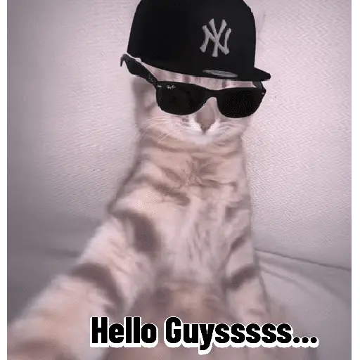 Meow Memes-2😼