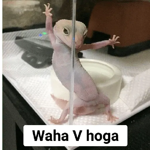 Meow Memes-2😼