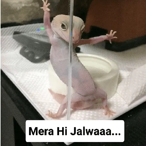 Meow Memes-2😼