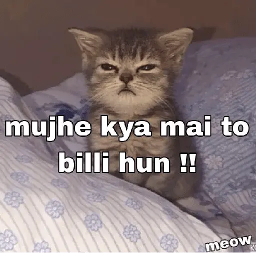 Meow Memes-2😼