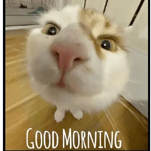 Meow Memes-2😼