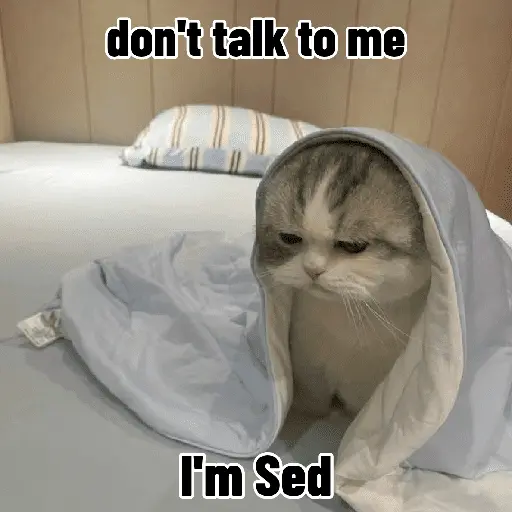 Meow Memes-2😼