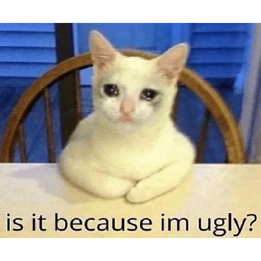 Meow Memes-2😼