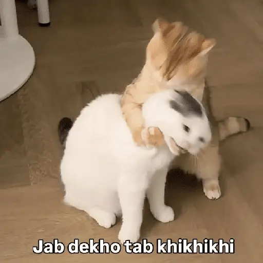 Meow Memes-2😼