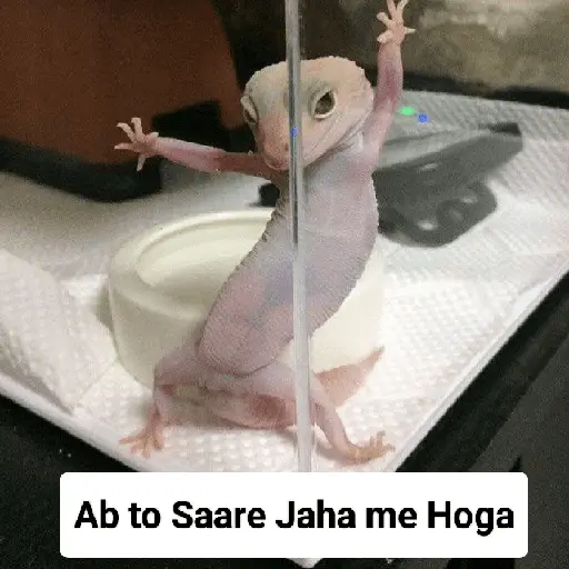 Meow Memes-2😼