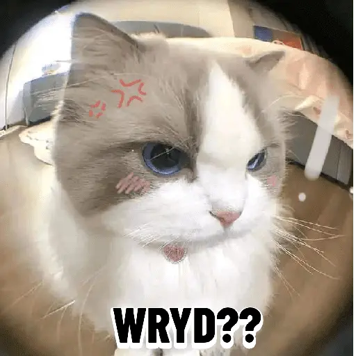 Meow Memes-2😼