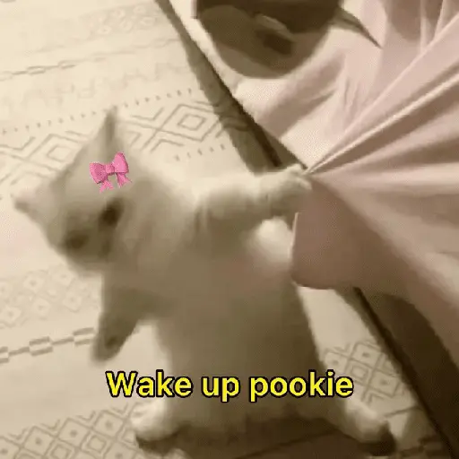 Meow Memes-2😼