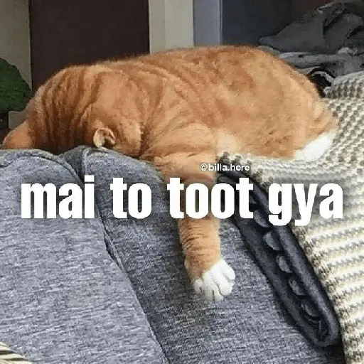 Meow Memes-2😼