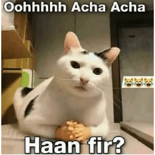 Meow Memes-2😼