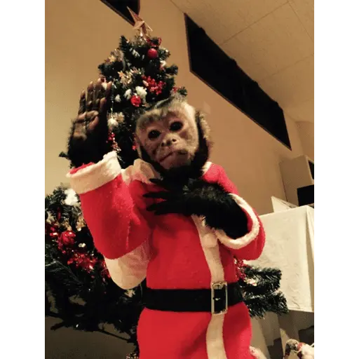 Monos navideños😜😙