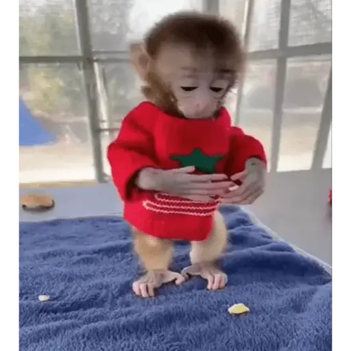 Monos navideños😜😙