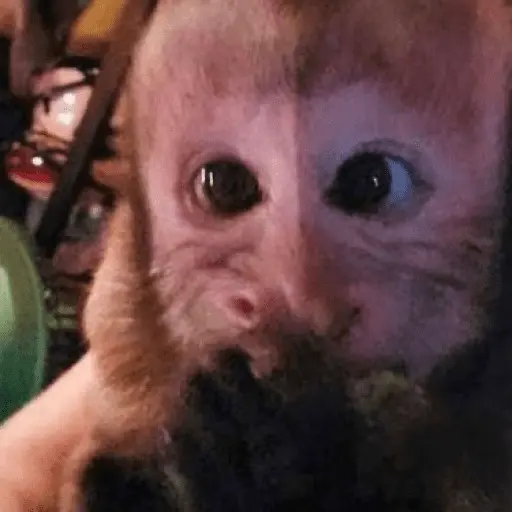Monos navideños😜😙