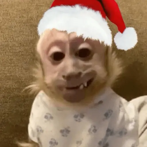 Monos navideños😜😙