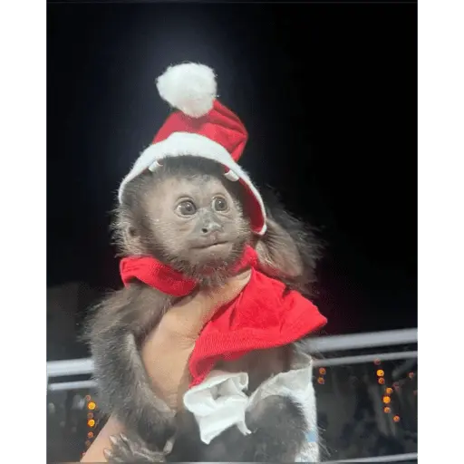 Monos navideños😜😙