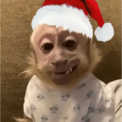Monos navideños😜😙