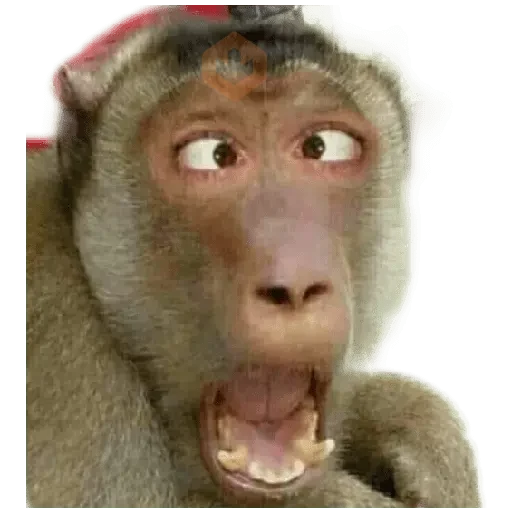 Monos 🐵 changos 🙉 sticker 12