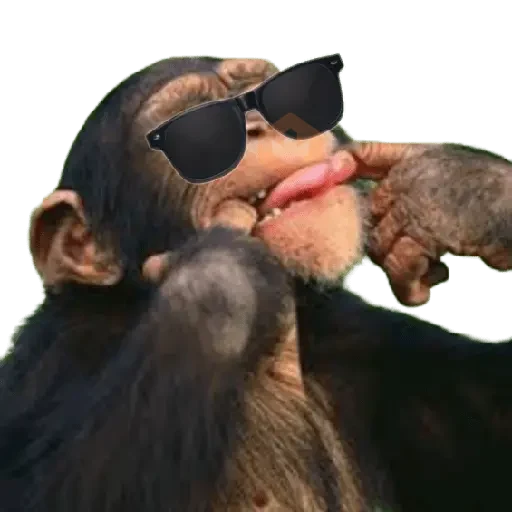 Monos 🐵 changos 🙉 sticker 11
