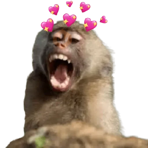 Monos 🐵 changos 🙉 sticker 14