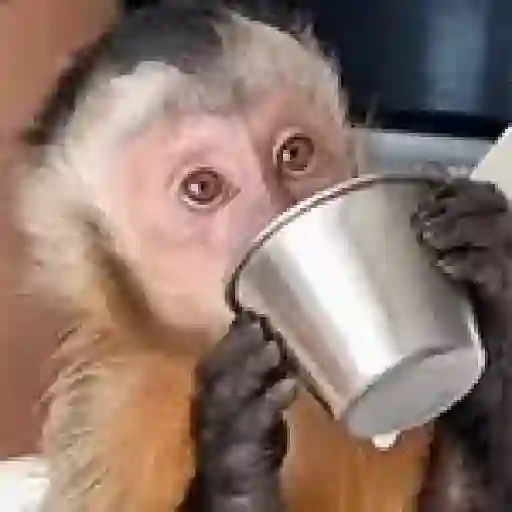 Monos. | @ocenferios  𝐇aki.