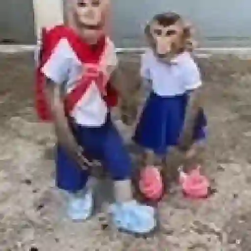 Monos. | @ocenferios  𝐇aki.
