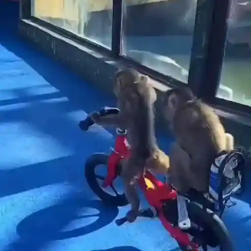Monos. | @ocenferios  𝐇aki.