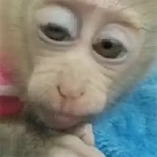 Monos. | @ocenferios  𝐇aki.