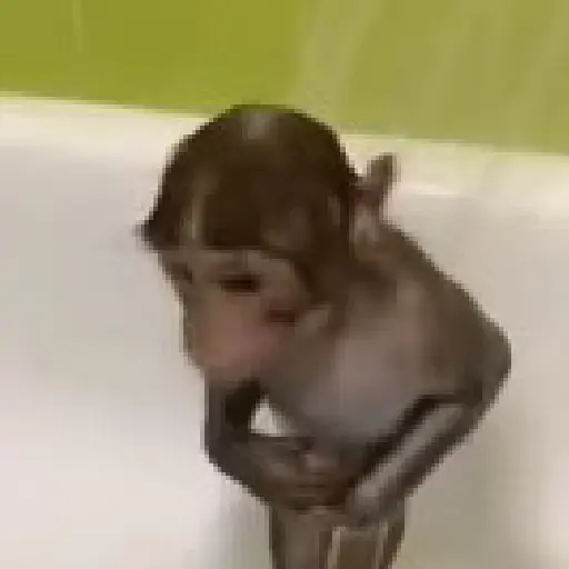 Monos. | @ocenferios  𝐇aki.