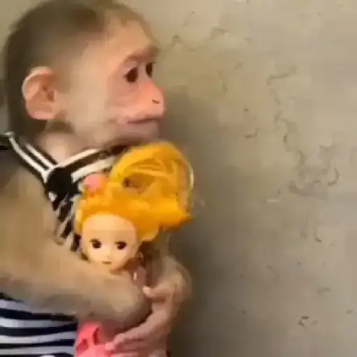 Monos. | @ocenferios  𝐇aki.