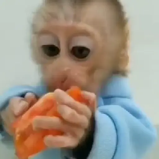 Monos. | @ocenferios  𝐇aki.
