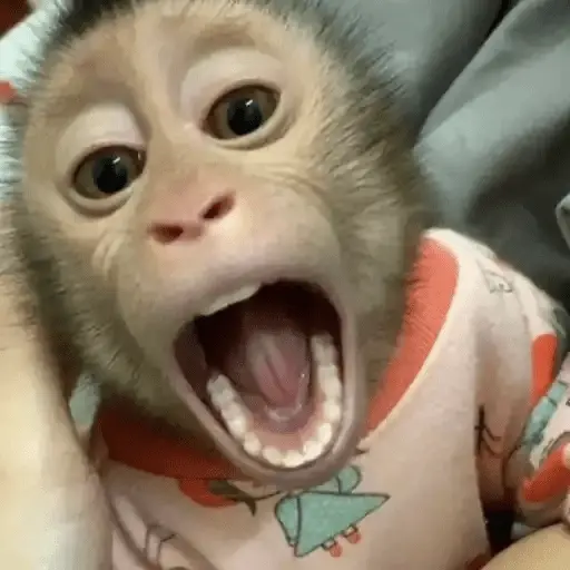 Monos 2 🙊 Changos 🦧