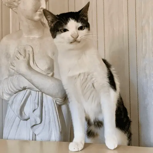 Animales random 2