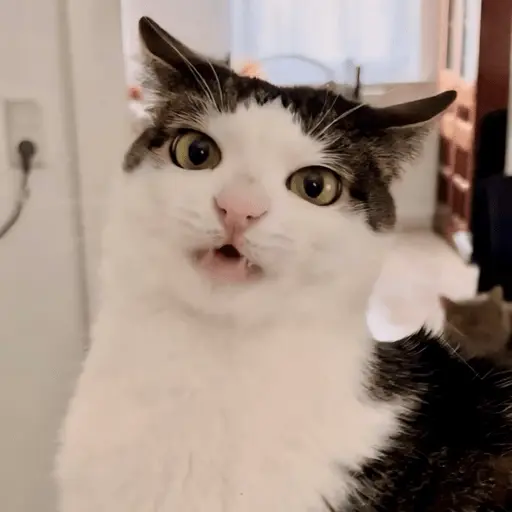 Animales random 2