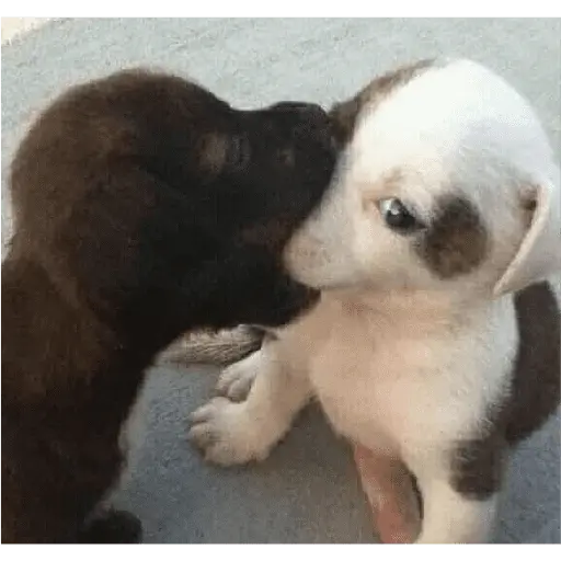 Perritos randoms 💯💥