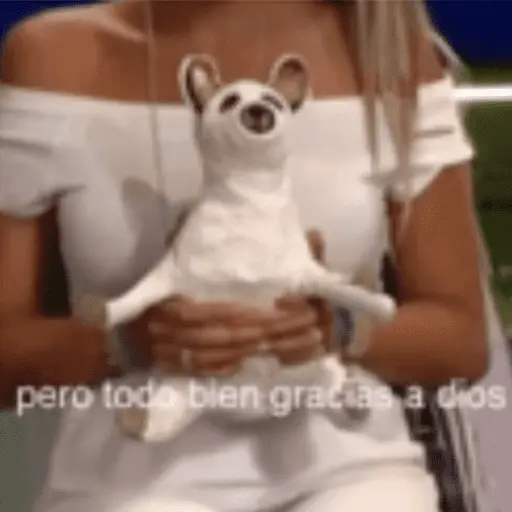 Animales cura depresión🦦