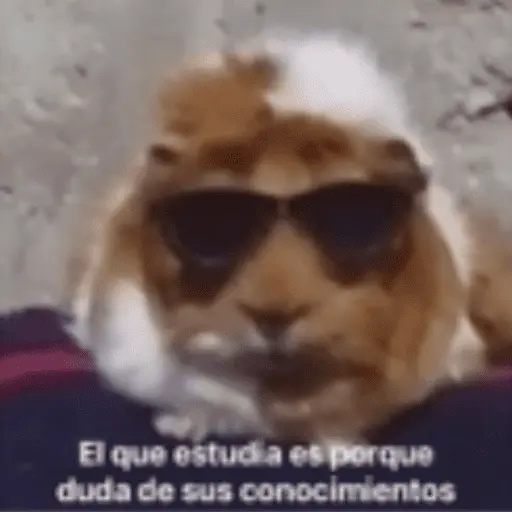 Animales cura depresión🦦