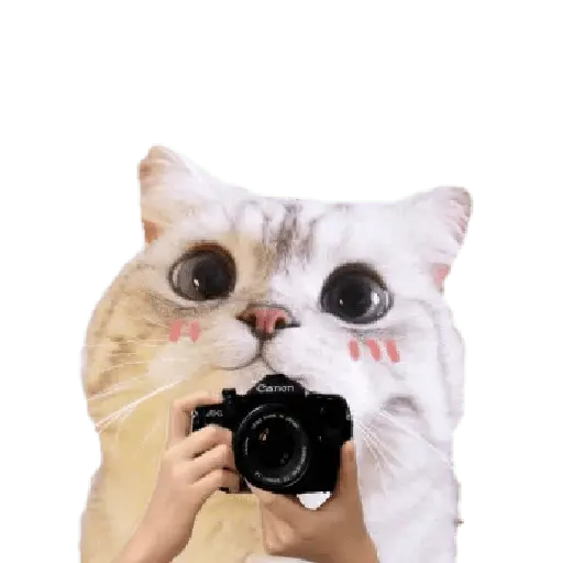 Michis random🐈🐈‍⬛