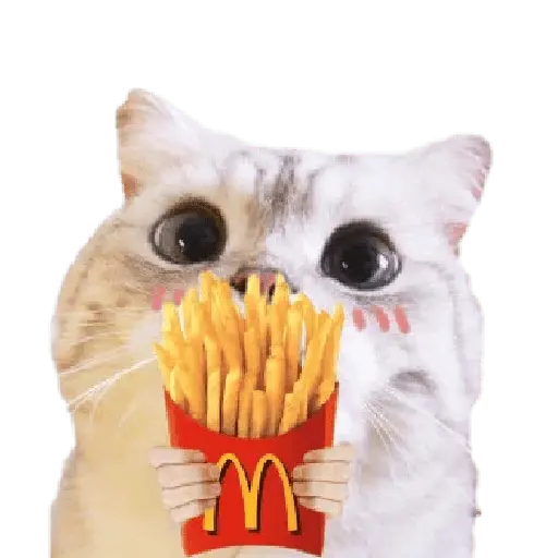 Michis random🐈🐈‍⬛