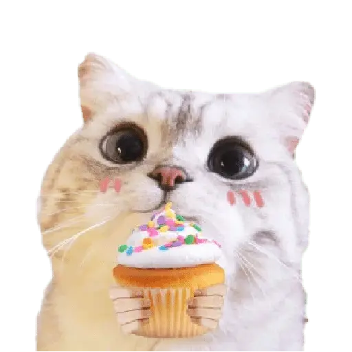 Michis random🐈🐈‍⬛