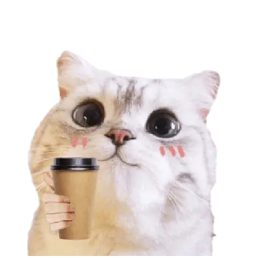 Michis random🐈🐈‍⬛