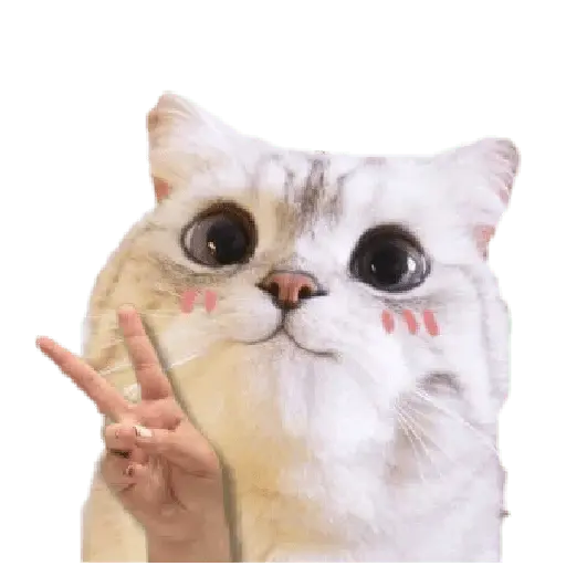 Michis random🐈🐈‍⬛