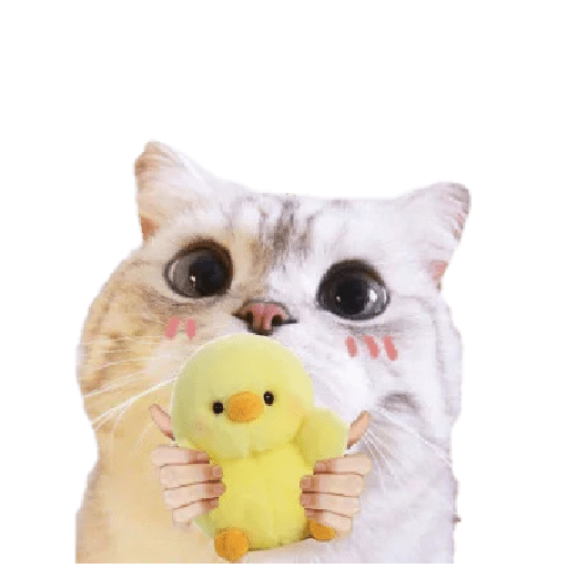Michis random🐈🐈‍⬛ preview