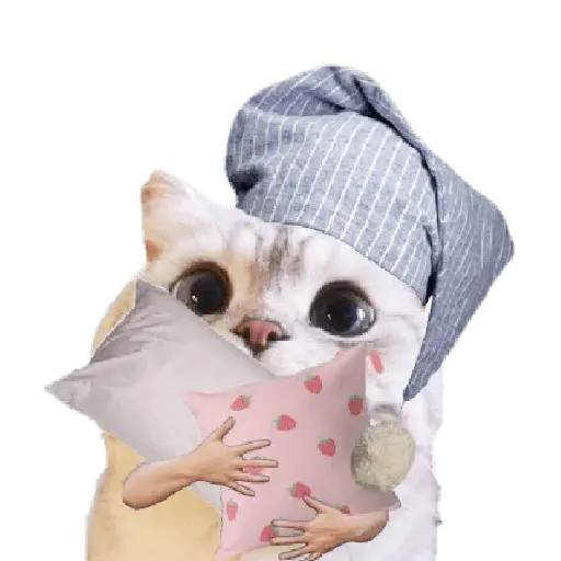 Michis random🐈🐈‍⬛