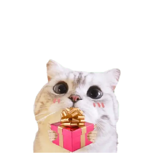 Michis random🐈🐈‍⬛