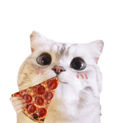 Michis random🐈🐈‍⬛