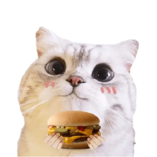 Michis random🐈🐈‍⬛
