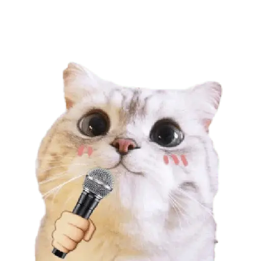Michis random🐈🐈‍⬛